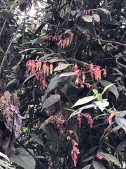 Psammisia ecuadorensis