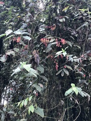 Psammisia ecuadorensis