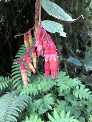 Psammisia ecuadorensis