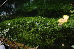 Callitriche cophocarpa