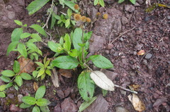 Dendrophorbium