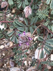 Dalea mollis