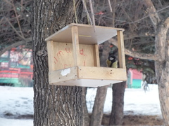 Parus major