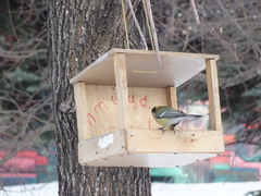 Parus major