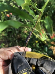 Dione vanillae insularis