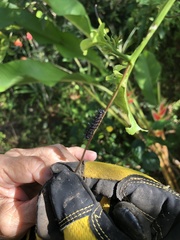 Dione vanillae insularis