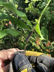 Dione vanillae insularis