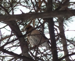 Coccothraustes coccothraustes