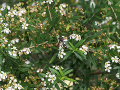 Australozethus tasmaniensis
