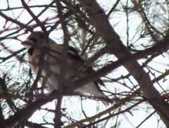 Coccothraustes coccothraustes
