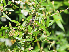 Australozethus tasmaniensis