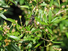 Australozethus tasmaniensis