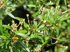 Australozethus tasmaniensis