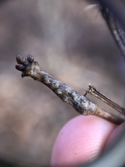 Lasioptera querciperda