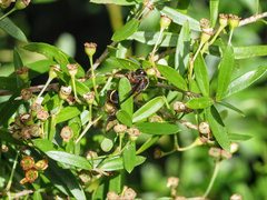 Australozethus tasmaniensis