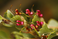 Adenanthos cuneatus
