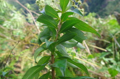 Baccharis oblongifolia