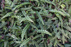 Blechnum blechnoides