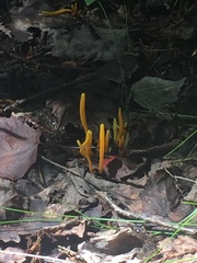 Clavulinopsis helvola