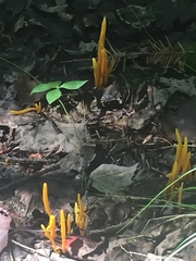 Clavulinopsis helvola