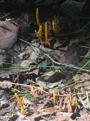 Clavulinopsis helvola