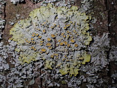 Xanthoria parietina