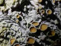 Xanthoria parietina