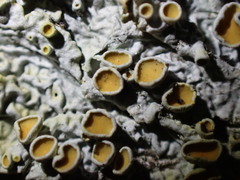 Xanthoria parietina