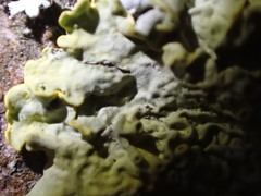 Xanthoria parietina