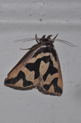 Parafodina pagenstecheri