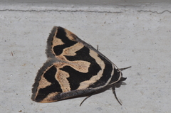 Parafodina pagenstecheri