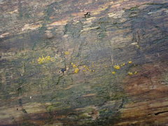 Dacrymyces stillatus