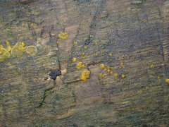 Dacrymyces stillatus