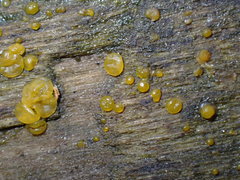 Dacrymyces stillatus