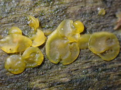 Dacrymyces stillatus