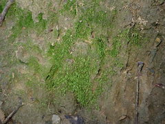 Dicranella heteromalla