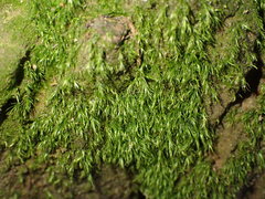 Dicranella heteromalla