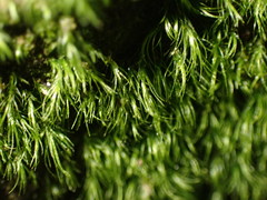 Dicranella heteromalla