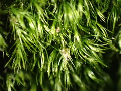 Dicranella heteromalla