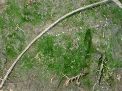 Dicranella heteromalla