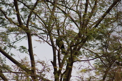 Chondrohierax uncinatus