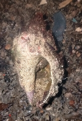 Stramonita haemastoma