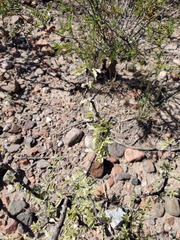 Plectrocarpa tetracantha