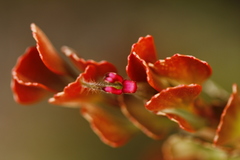 Adenanthos cuneatus