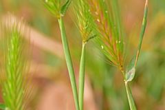 Hordeum secalinum