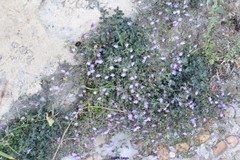 Chaenorhinum origanifolium