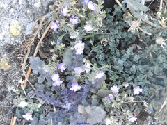 Chaenorhinum origanifolium