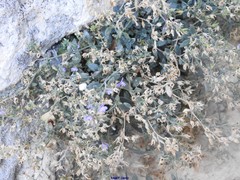 Chaenorhinum origanifolium