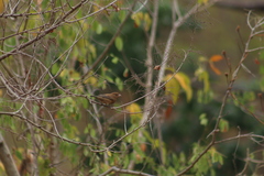 Cyanocompsa parellina