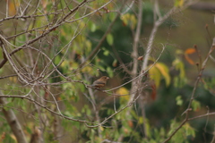 Cyanocompsa parellina